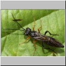 Tenthredo mandibularis - Blattwespe 02b 12mm.jpg